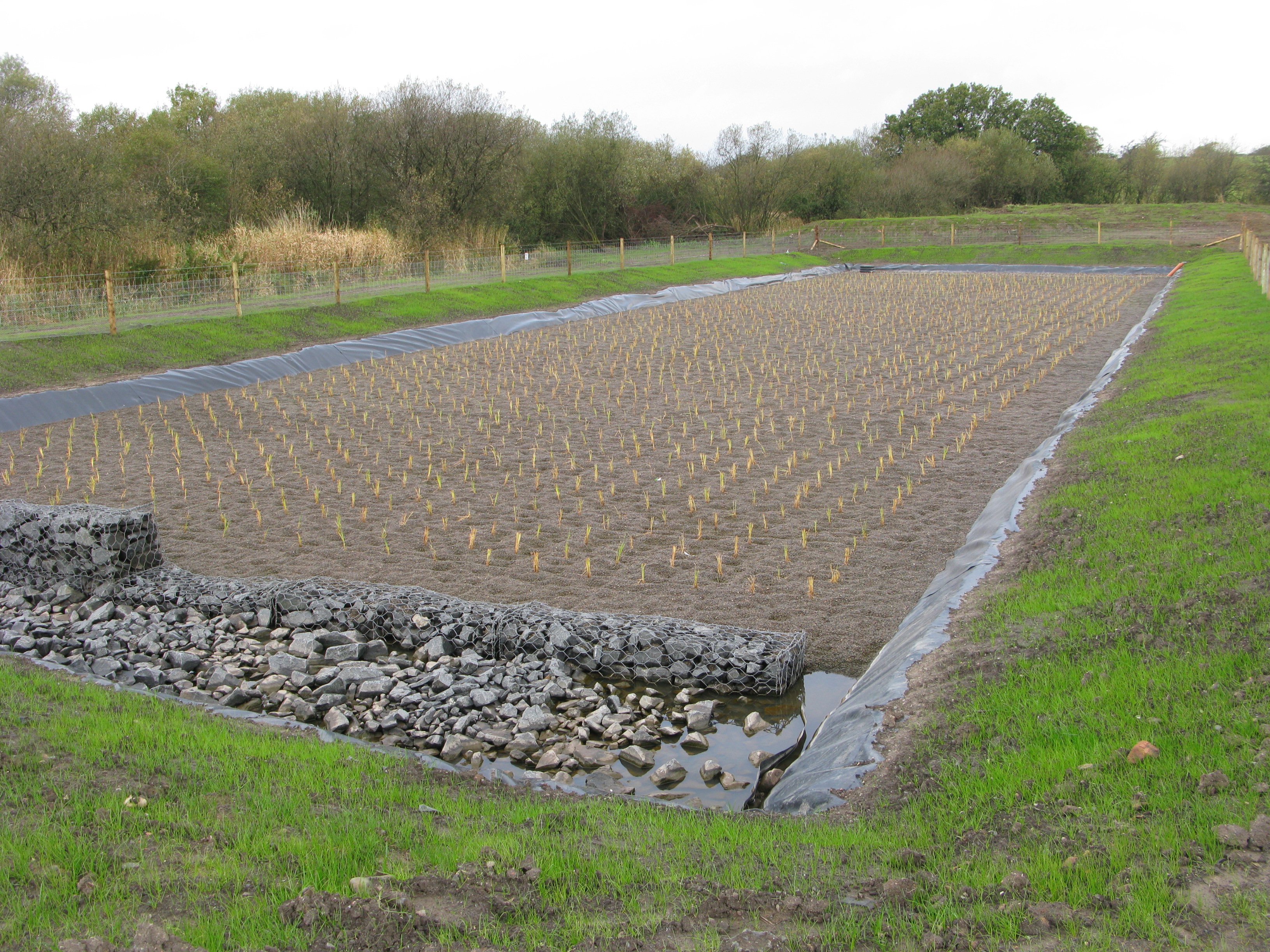 Effluent Run Off Reed Bed